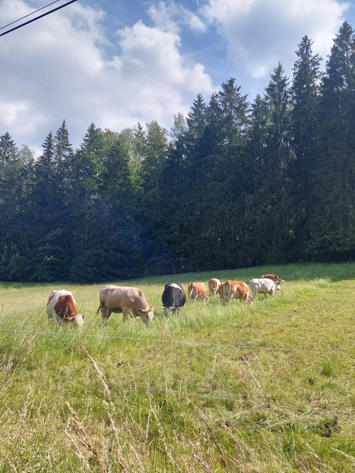 Ferienhaus Rosemarie Erlbach Vogtland Exteriér fotografie